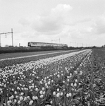 151006 Gezicht op een bloembollenlandschap ter hoogte van Hillegom met op de achtergrond een internationale ...